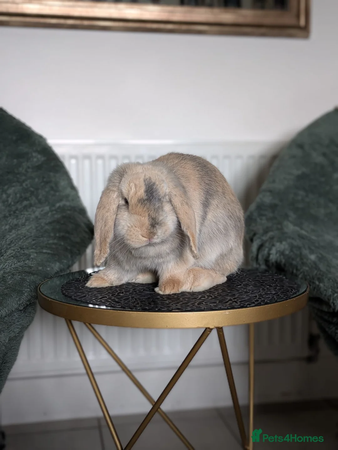 Mini Lop rabbits for sale: Beautiful Bunnies.  - Advert 1