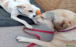 Mixed Breed dogs for adoption: Lulu The Sweet Soul Looking for Her Forever Home - Image 5