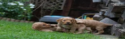 Cocker Spaniel dogs for sale: Gorgeous Working Cocker Spaniel Pups  - Advert 10