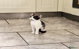Domestic Shorthair cats for sale: 5 kittens ready for a new home  - Image 13