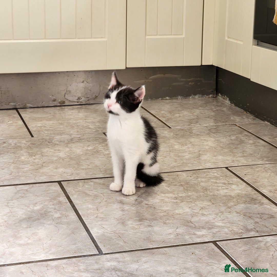 Domestic Shorthair cats for sale: 5 kittens ready for a new home  - Image 13