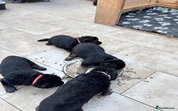 German Shepherd dogs for sale: German Shepherd Puppies KC registered - Image 21