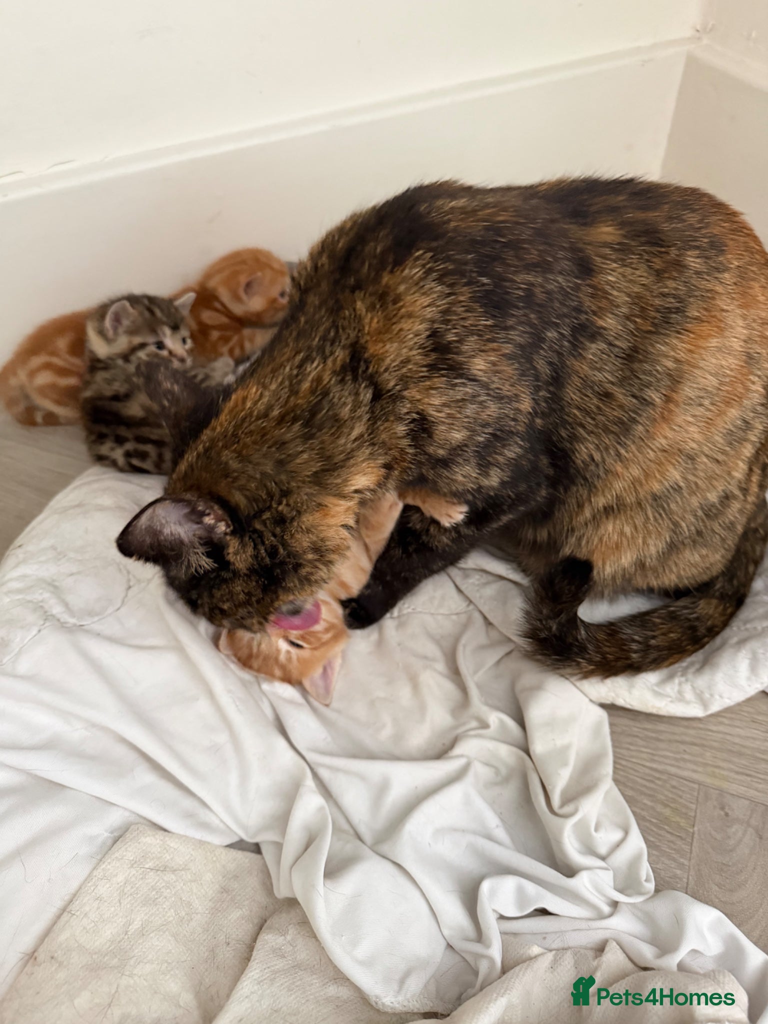 Mixed Breed cats Beautiful/cuddling kitten - PICK ME - Advert 2