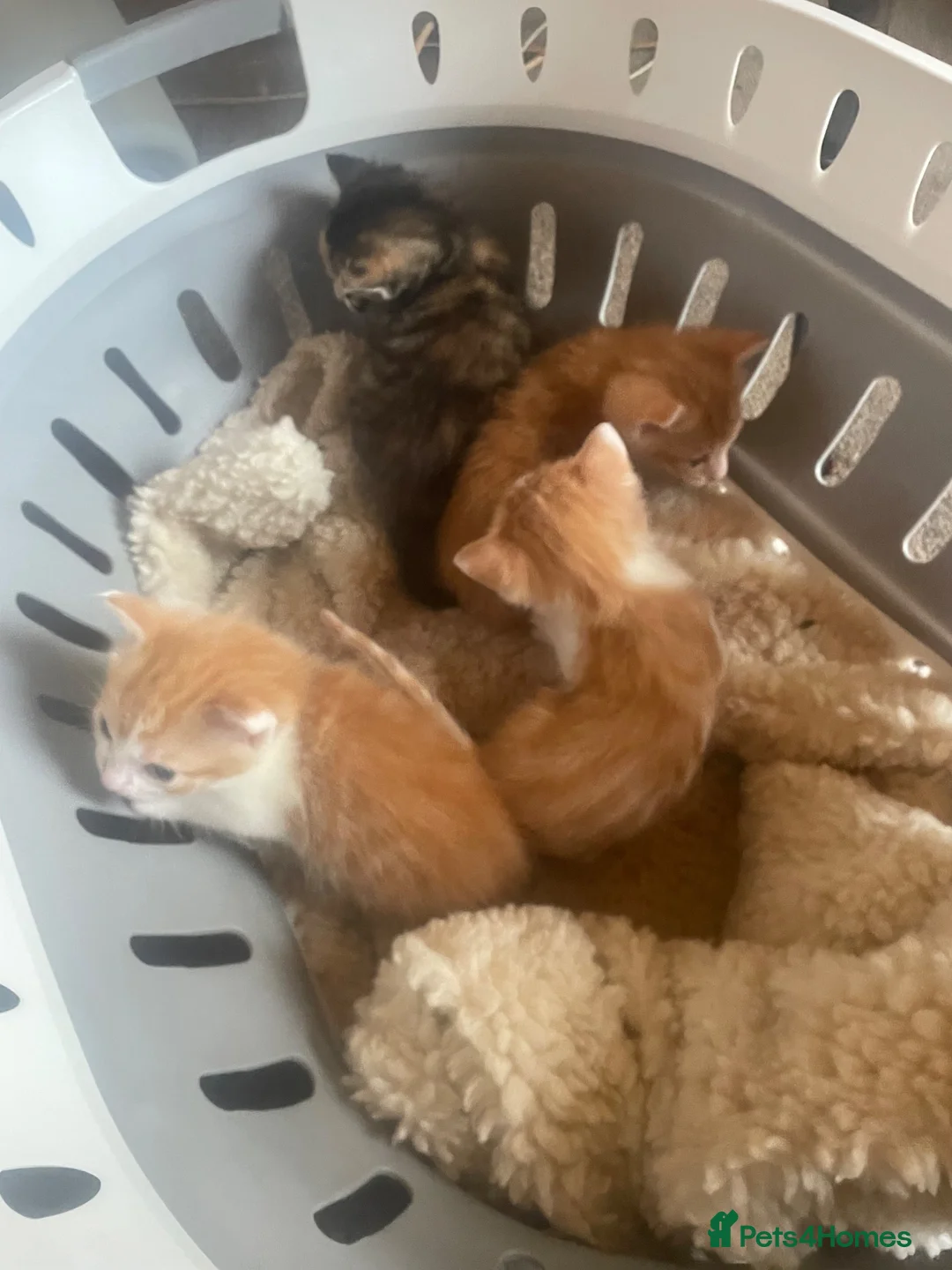 Mixed Breed cats for sale: 3 kittens  in Gateshead - Advert 2