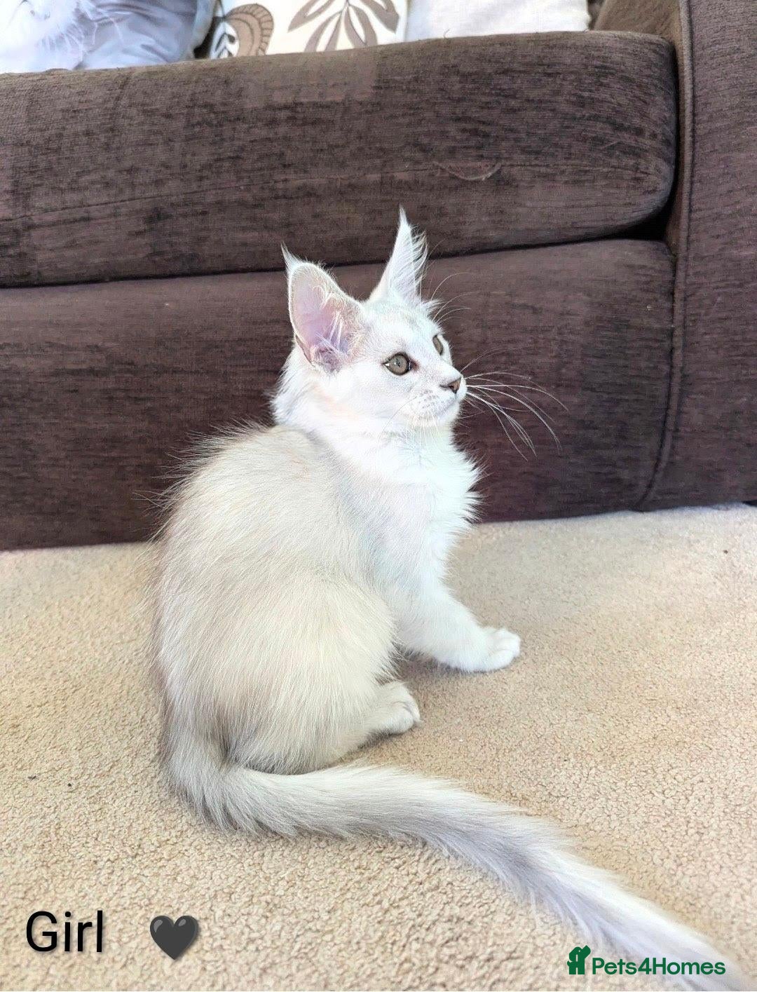 Maine Coon cats Ticked & Shaded Maine Coon Kittens  - Advert 2