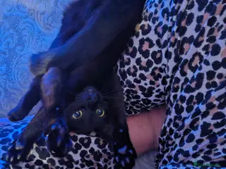 Mixed Breed cats Rehoming my young cat - Advert 2