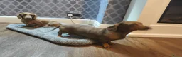Miniature Dachshund dogs for sale: Looking for a loving home - Advert 10