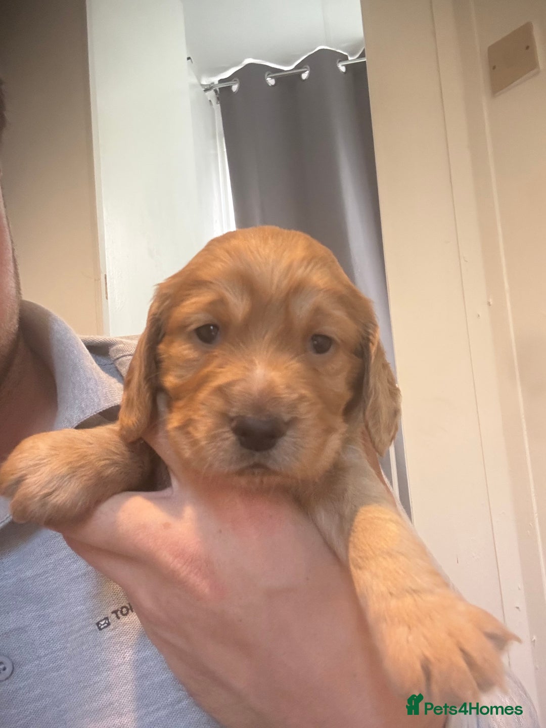 Cocker Spaniel dogs for sale: Working fox red/ginger cocker spaniels  - Image 19