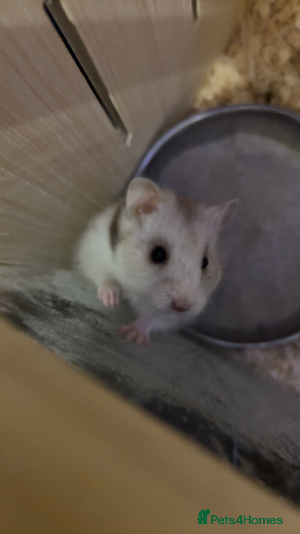 Hamster rodents Syrian hamster ( female) - Advert 1