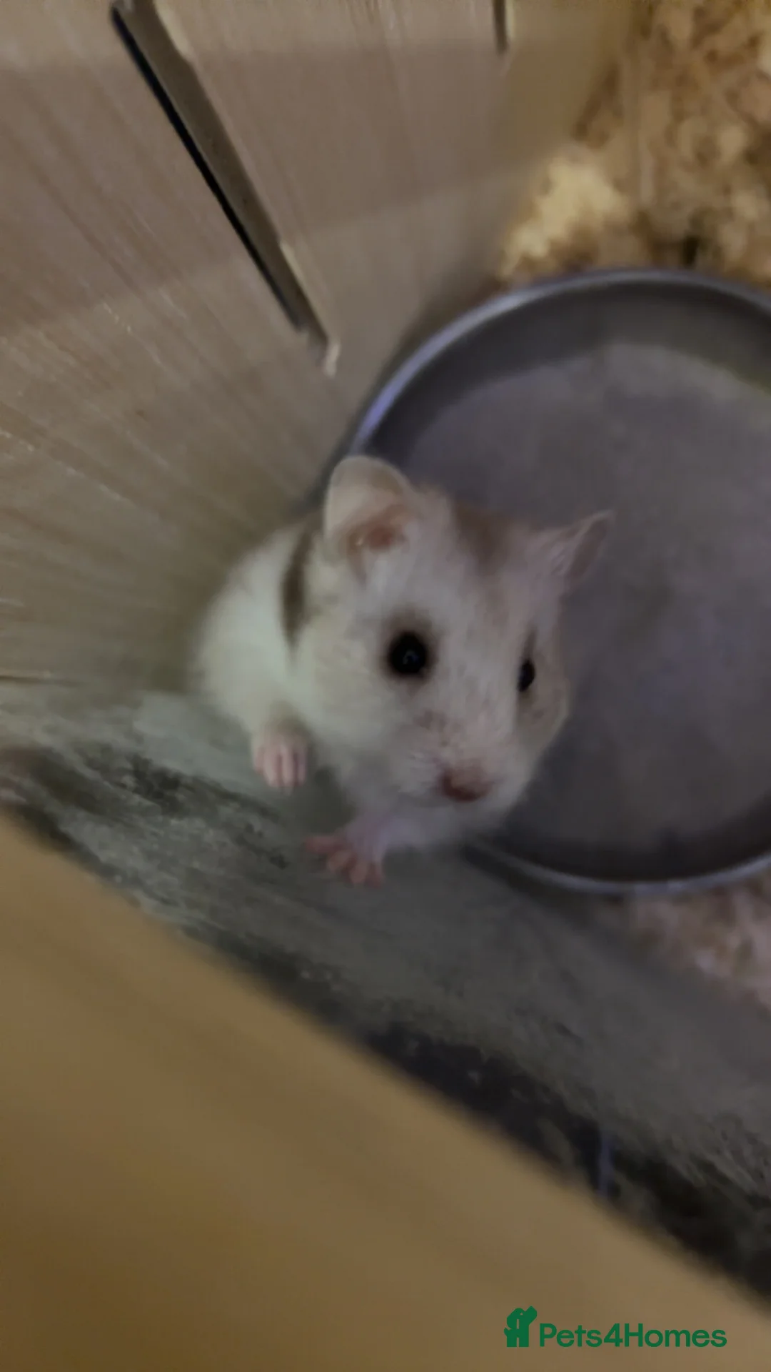 Hamster rodents for sale: Syrian hamster ( female) in Stoke-on-Trent - Advert 1