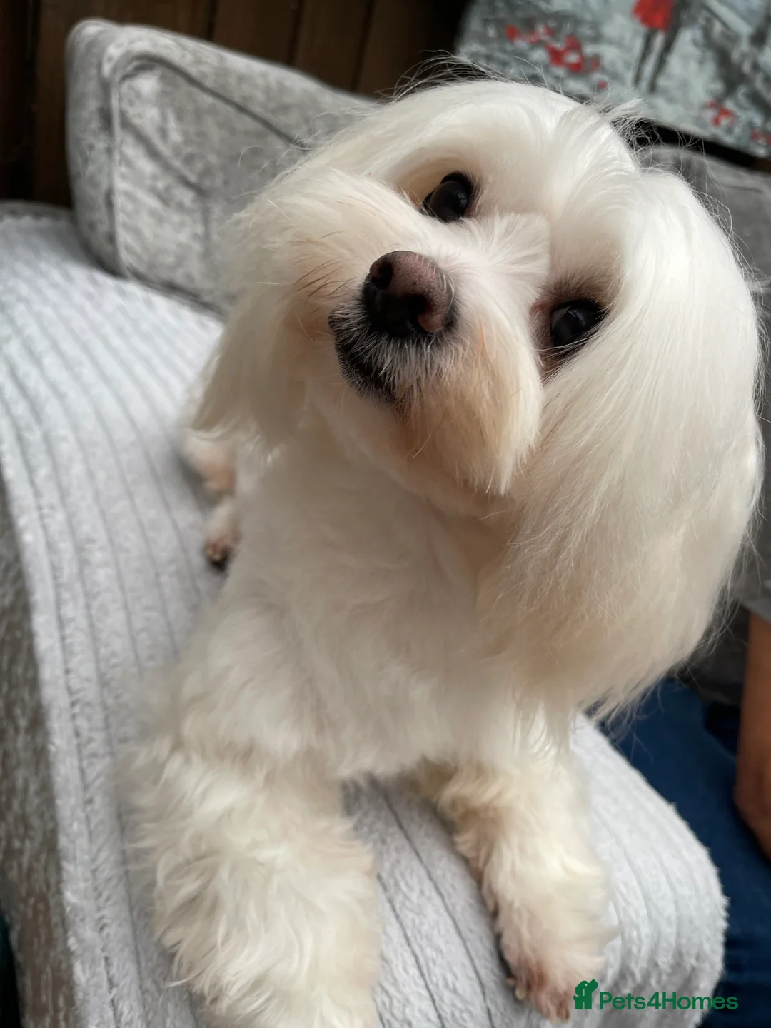 Maltese dogs for stud: Small Maltese for STUD! Pure breed! in London - Advert 4