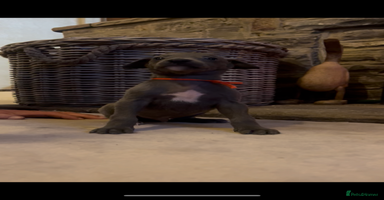 Whippet dogs - Advert 2