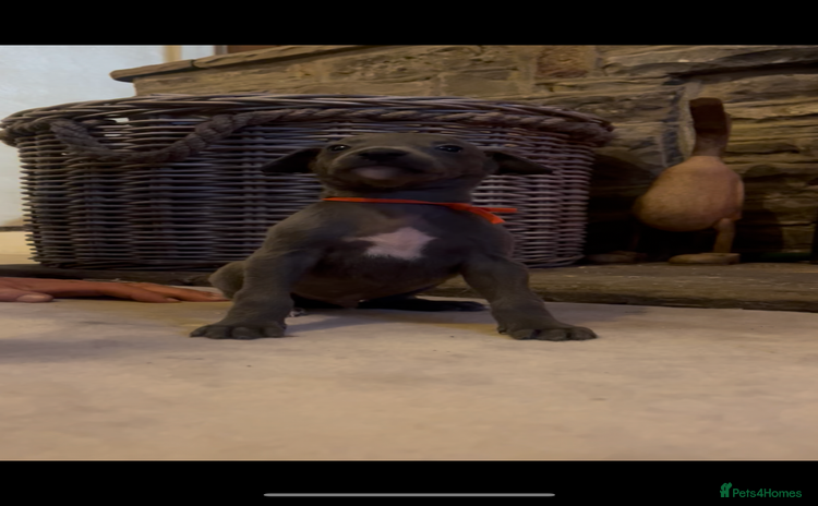 Whippet dogs - Advert 1