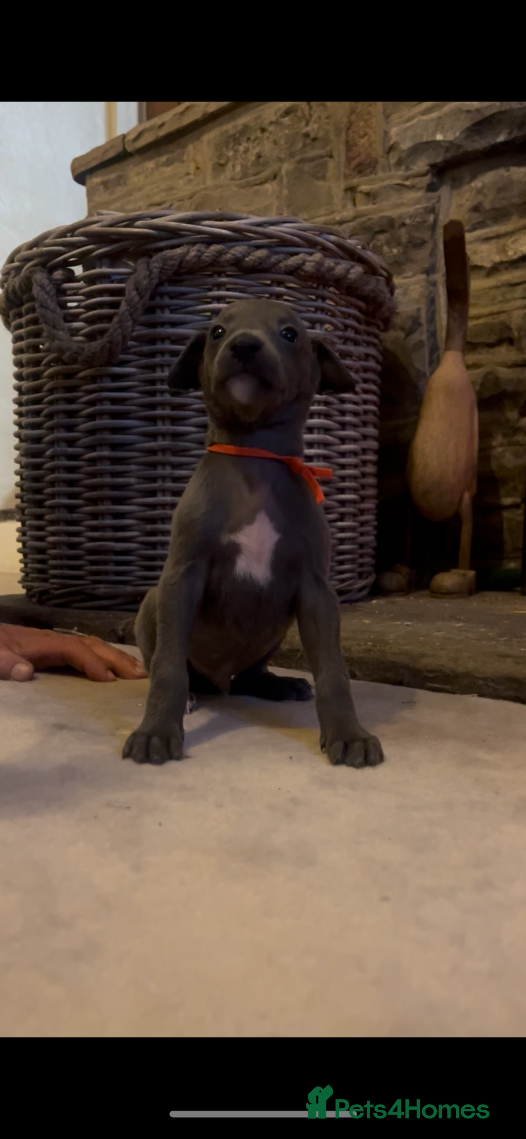 Whippet dogs for sale: Stunning Blue Whippet, white flecks  - Image 1