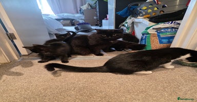 British Longhair cats - Advert 2