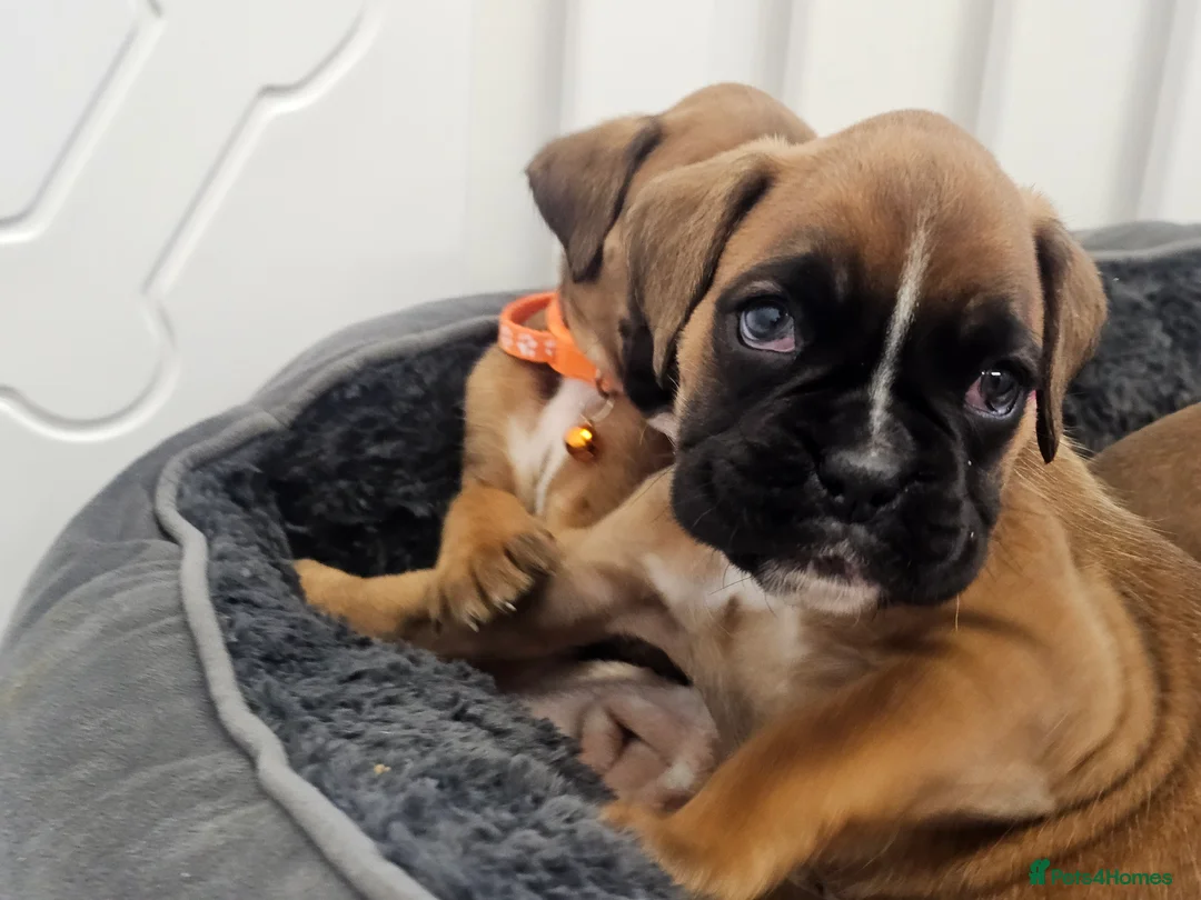 Boxer dogs for sale: Beautiful KC Registered Boxer Puppies - Advert 8