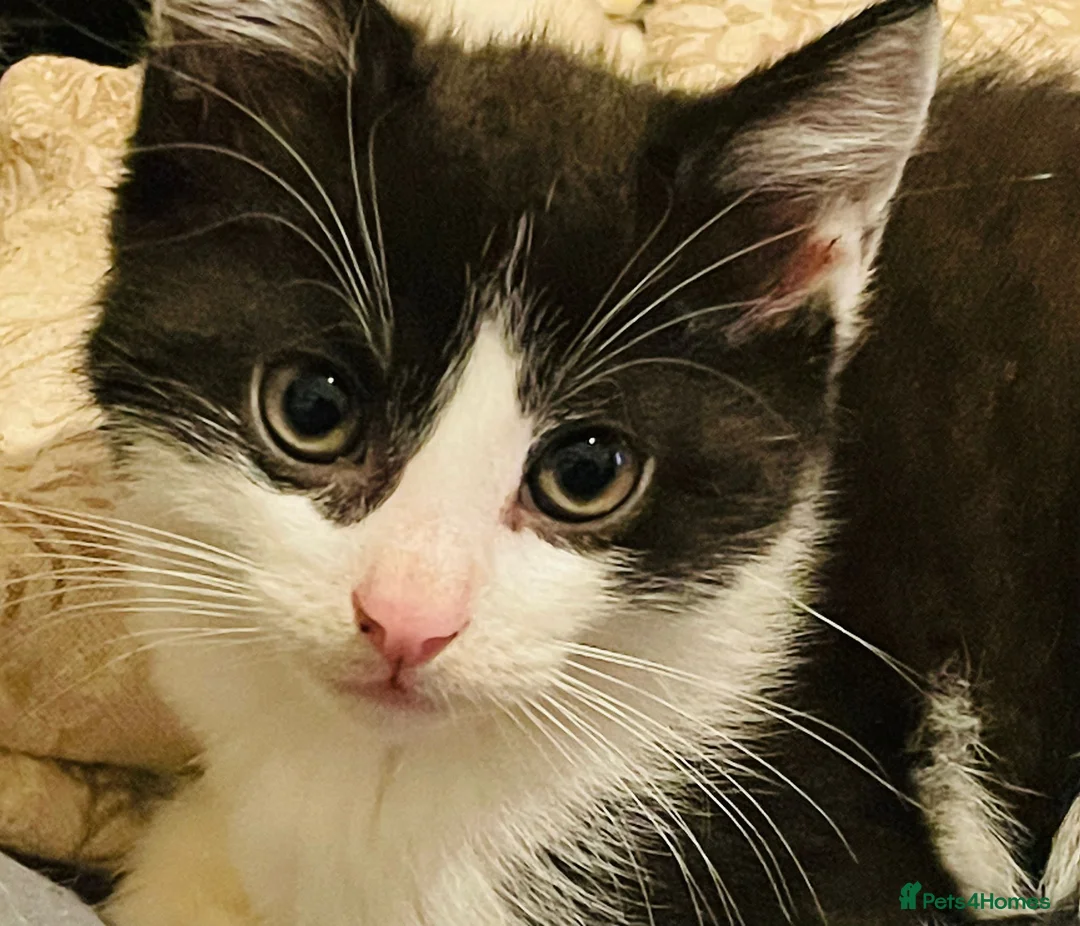 Mixed Breed cats for sale: Kittens for sale Walsall  in Walsall - Advert 13