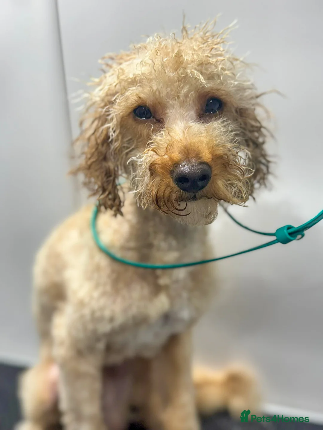 Mixed Breed dogs for adoption: Pluto the Cockerpoo - Advert 2