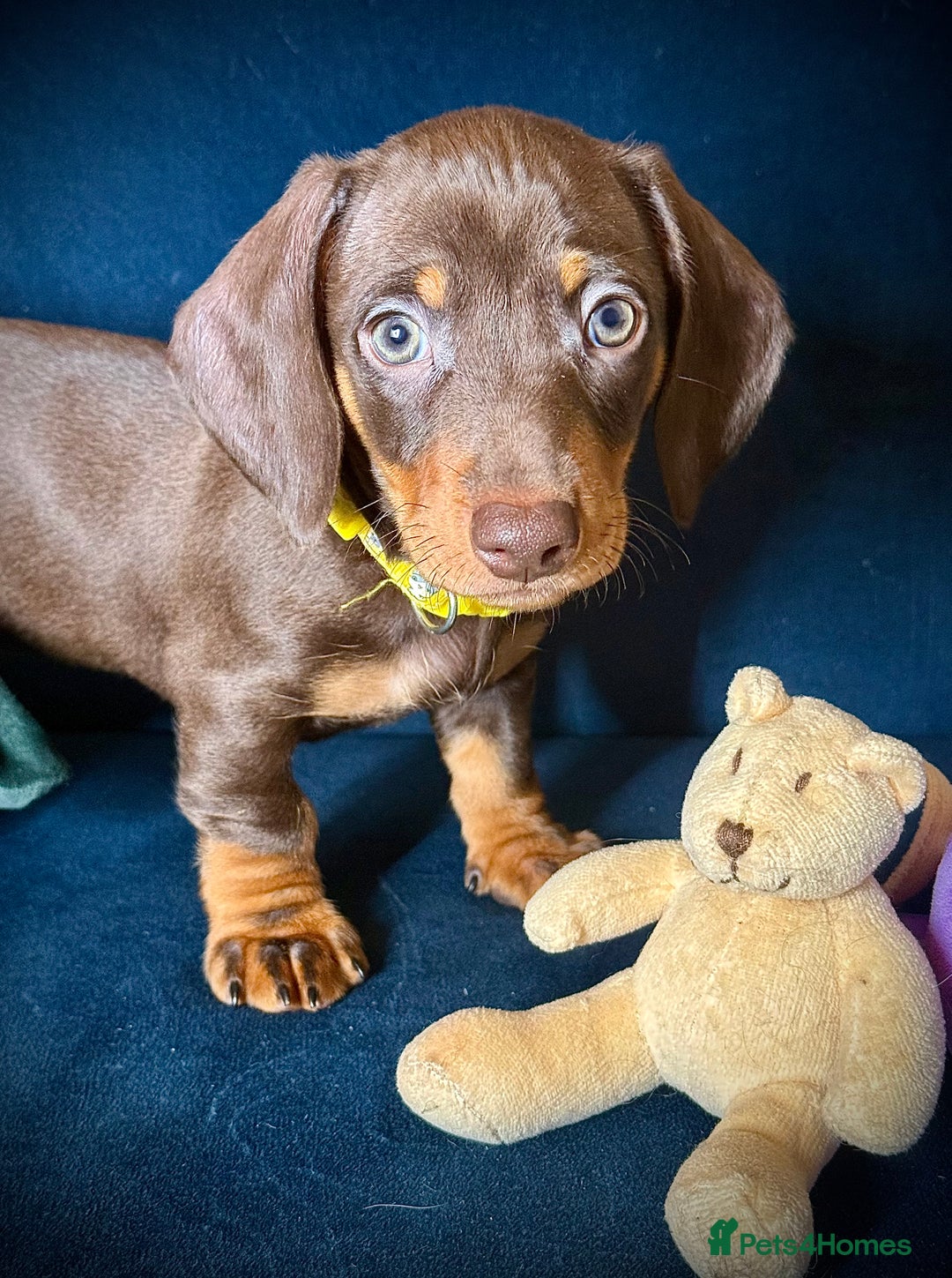 Miniature Dachshund dogs for sale: KC registered miniature Dachshund puppies  - Advert 5