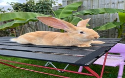 Continental Giant rabbits for sale: Continental Giants - Image 5