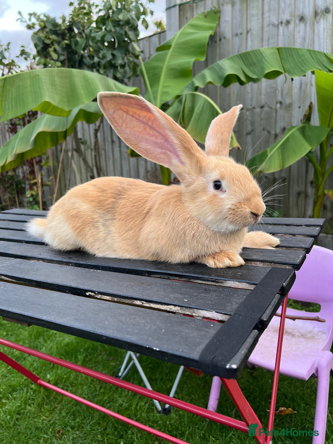 Continental Giant rabbits for sale: Continental Giants - Image 5