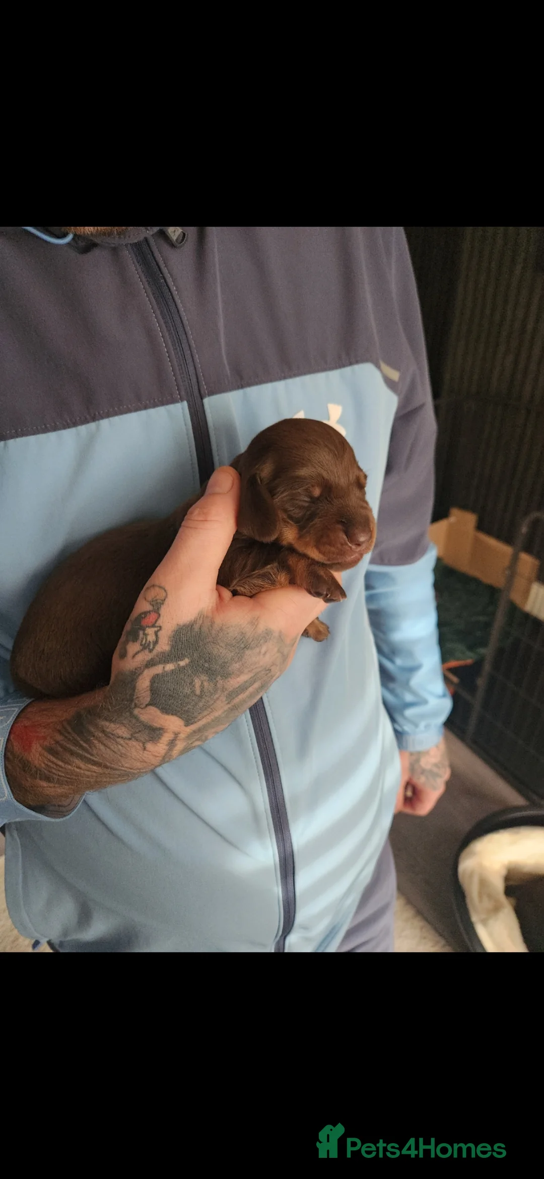 Miniature Dachshund dogs for sale: READY TO LEAVE  - Advert 7