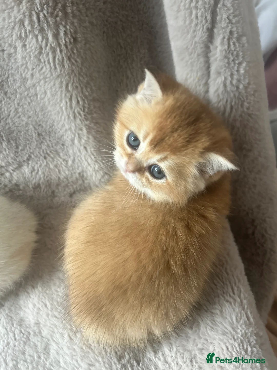 Scottish Fold cats for sale: Beautiful Gold Chinchilla babies  - Advert 33