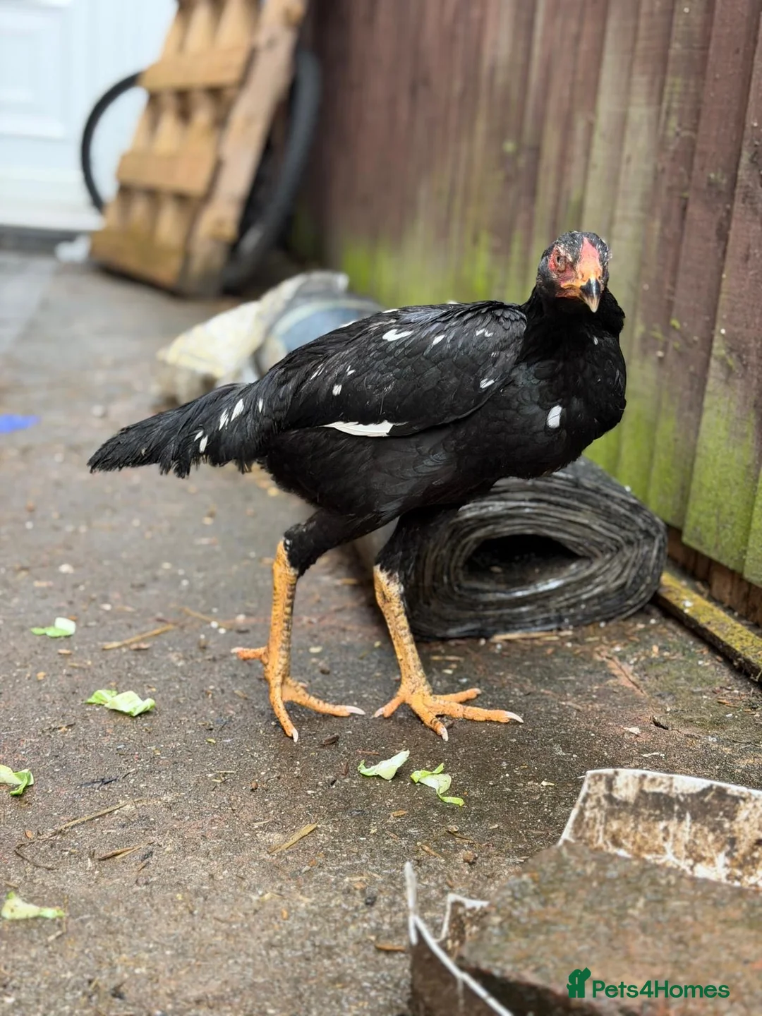 Hens poultry for sale: O shamo, shamo, Pakistani aseel and miwali   - Advert 5