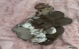 Dachshund dogs for sale: Mini Dachshunds 2 weeks old - Image 2