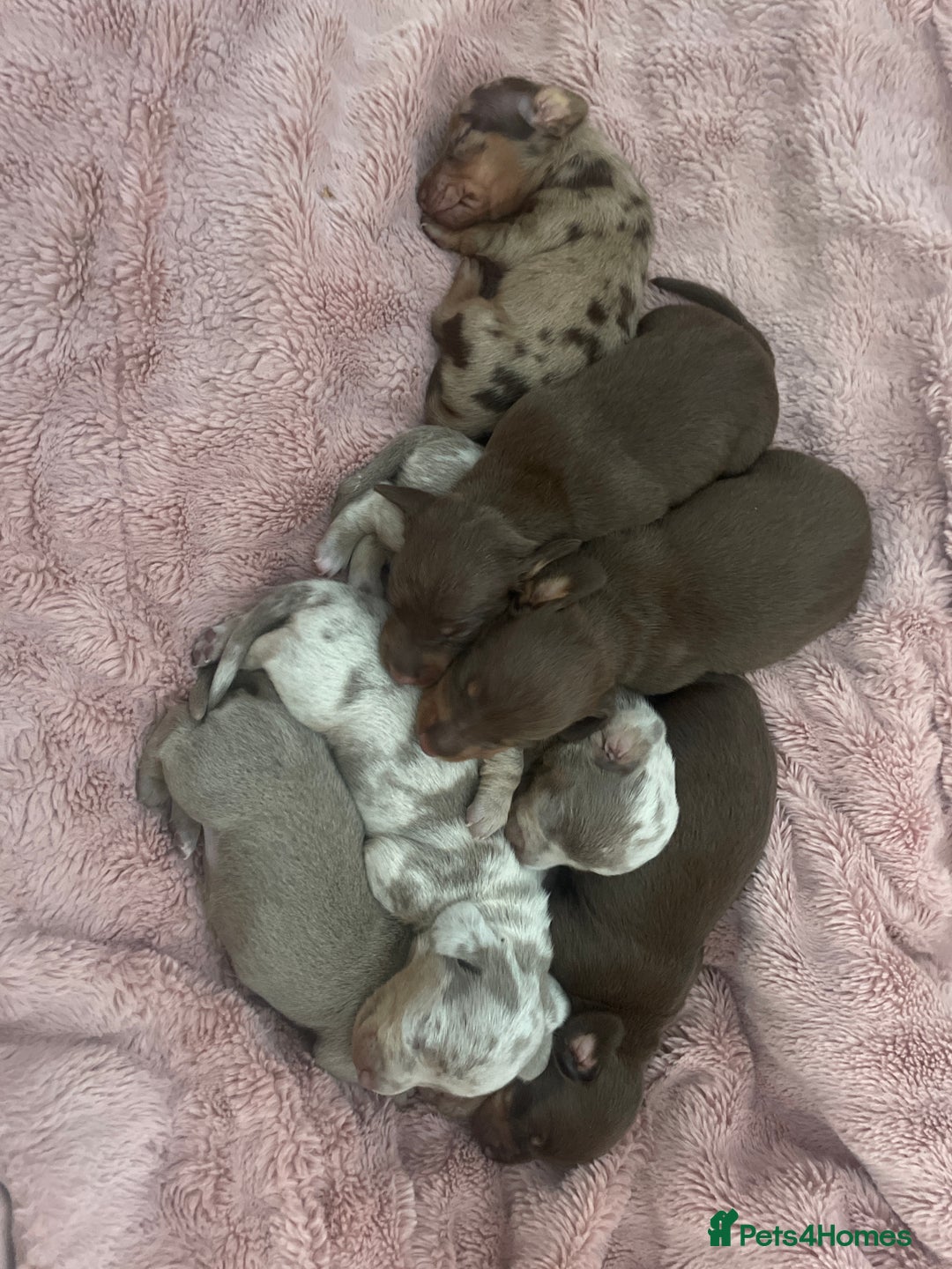 Dachshund dogs for sale: Mini Dachshunds 2 weeks old - Image 2