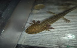 Axolotl reptiles for sale: Adult female wild & wild babies  - Image 2