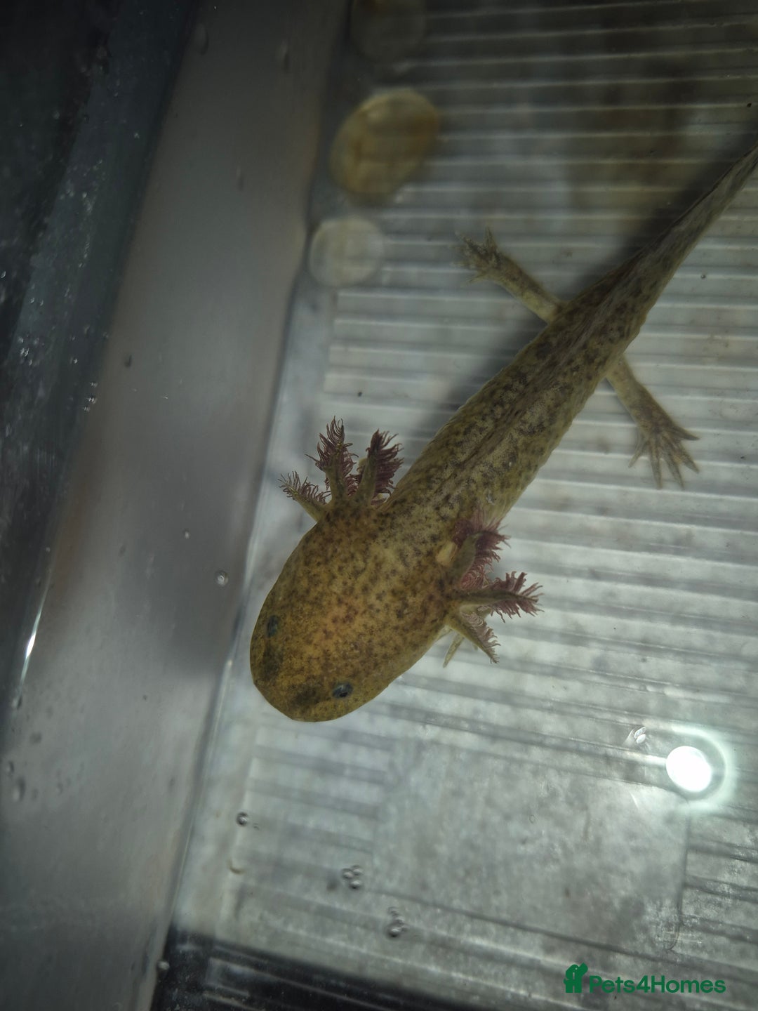 Axolotl reptiles for sale: Adult female wild & wild babies  - Image 2