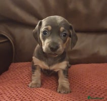 Dachshund dogs - Advert 16