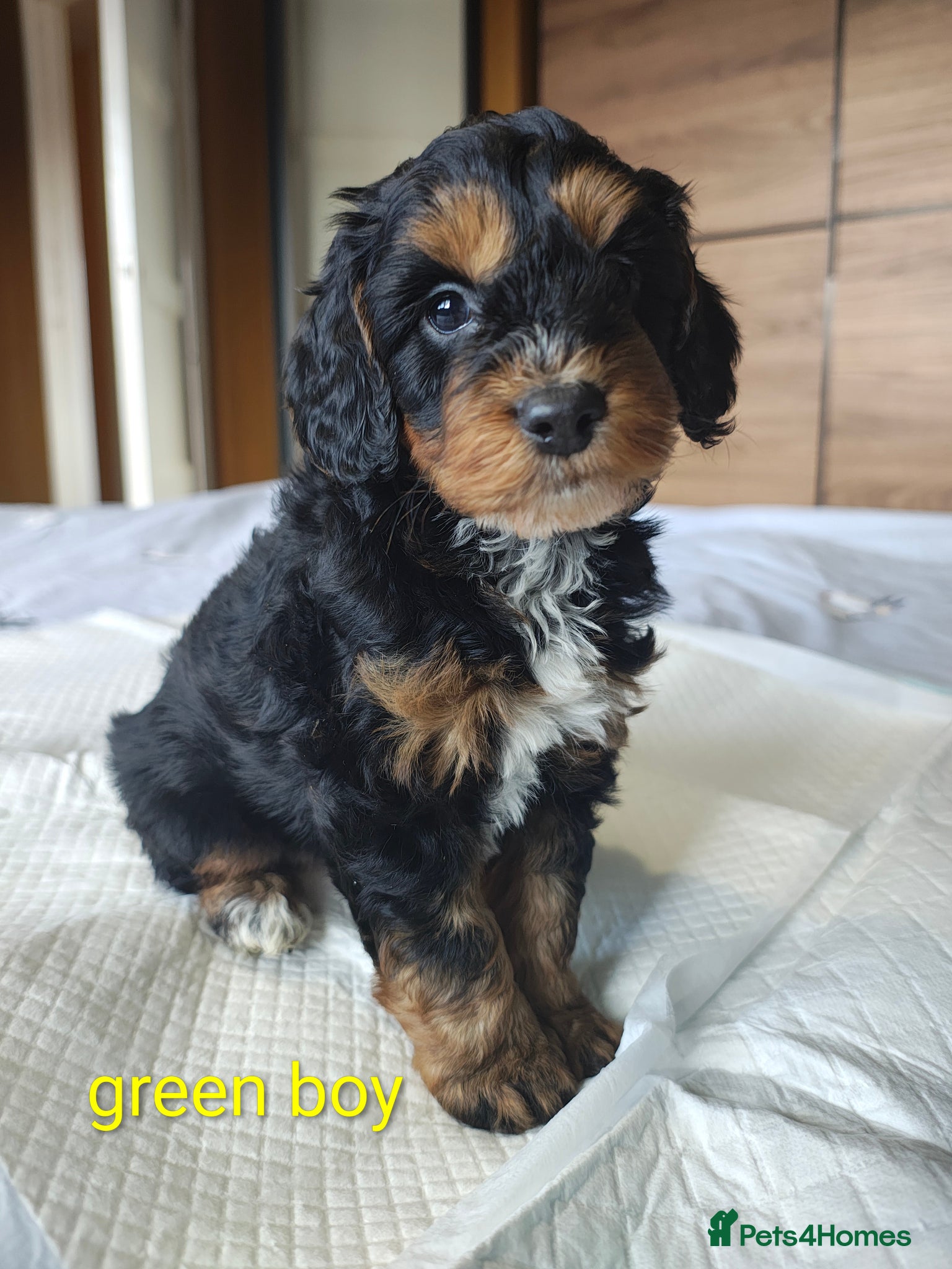 Cockapoo dogs Gorgeous Cockapoo puppies F1B - Advert 13