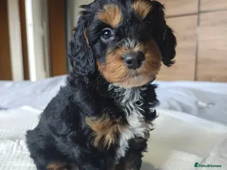 Cockapoo dogs Gorgeous Cockapoo puppies F1B - Advert 13