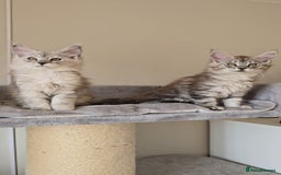 Maine Coon cats for sale: Maine Coon kittens  - Image 8