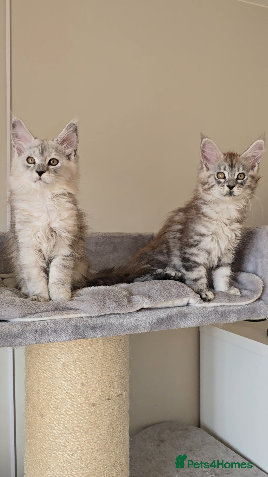 Maine Coon cats for sale: Maine Coon kittens  - Image 8