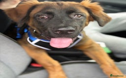 Mixed Breed dogs for sale: German shepherd x cane corso - Image 4