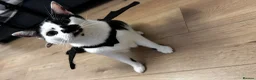 Mixed Breed cats for sale: Ghost - Advert 1