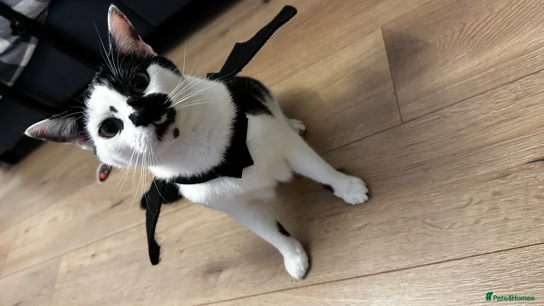 Mixed Breed cats for sale: Ghost - Advert 1