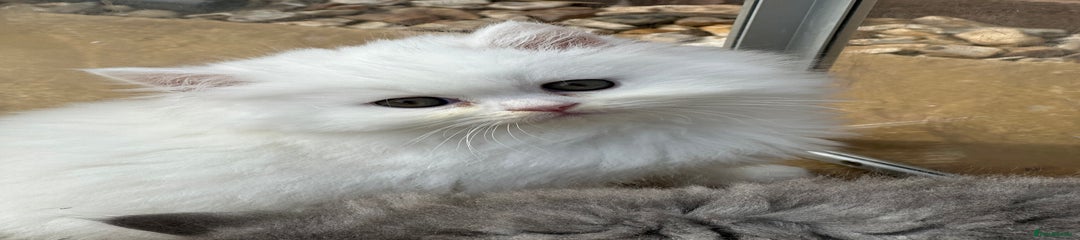 British Longhair Kitten 1