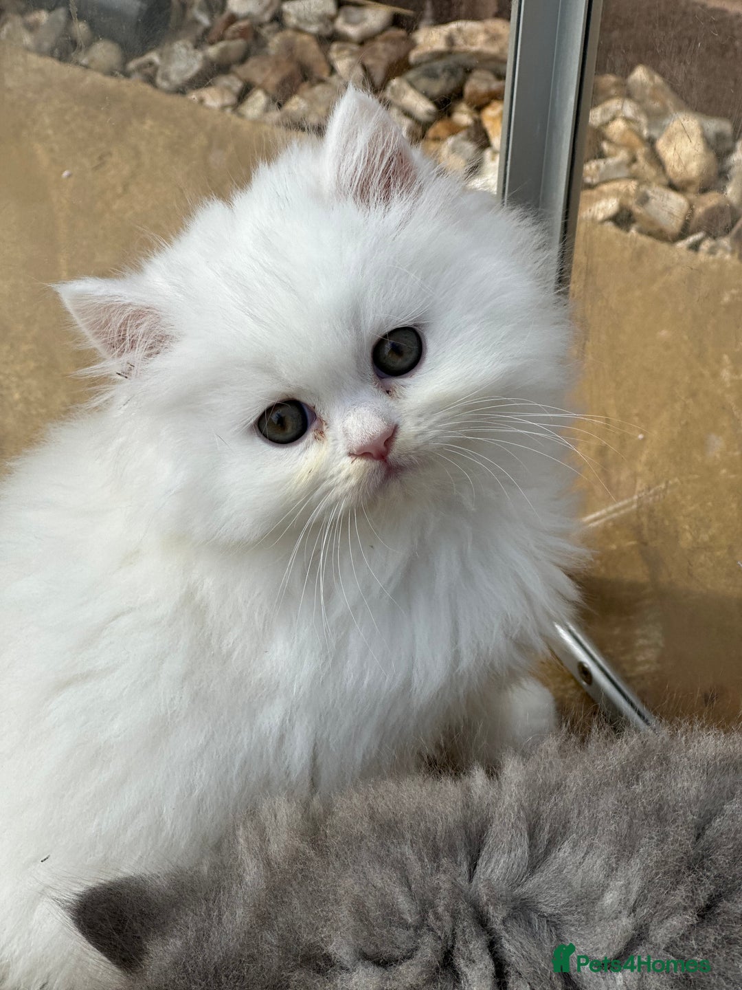 British Longhair cats for sale: British Longhair GCCF Registered  - Image 3
