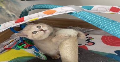British Shorthair cats - Advert 15