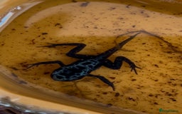 Frog reptiles for sale: 🩵🩵 BLUE FROGS FOR SALE🩵🩵 in Banbury - Image 20