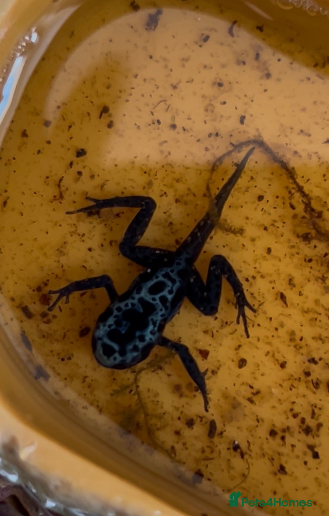 Frog reptiles for sale: 🩵🩵 BLUE FROGS FOR SALE🩵🩵 in Banbury - Image 20