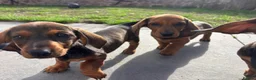 Dachshund dogs for sale: Stunning KC Registered Standard Dachshunds  - Advert 11