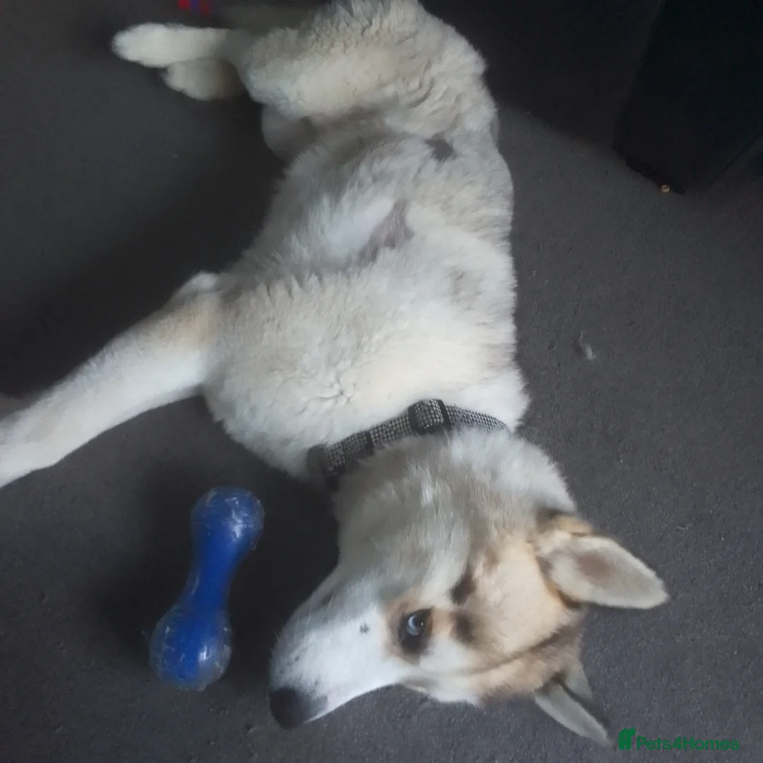 Siberian Husky dogs for sale: Thor – 3y/o Siberian Husky Looking for New Home in Rochester - Advert 2