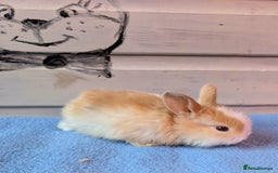 Mini Lop rabbits for sale: ❤️🐰Mini lop bunnies🐰❤️ - Image 5
