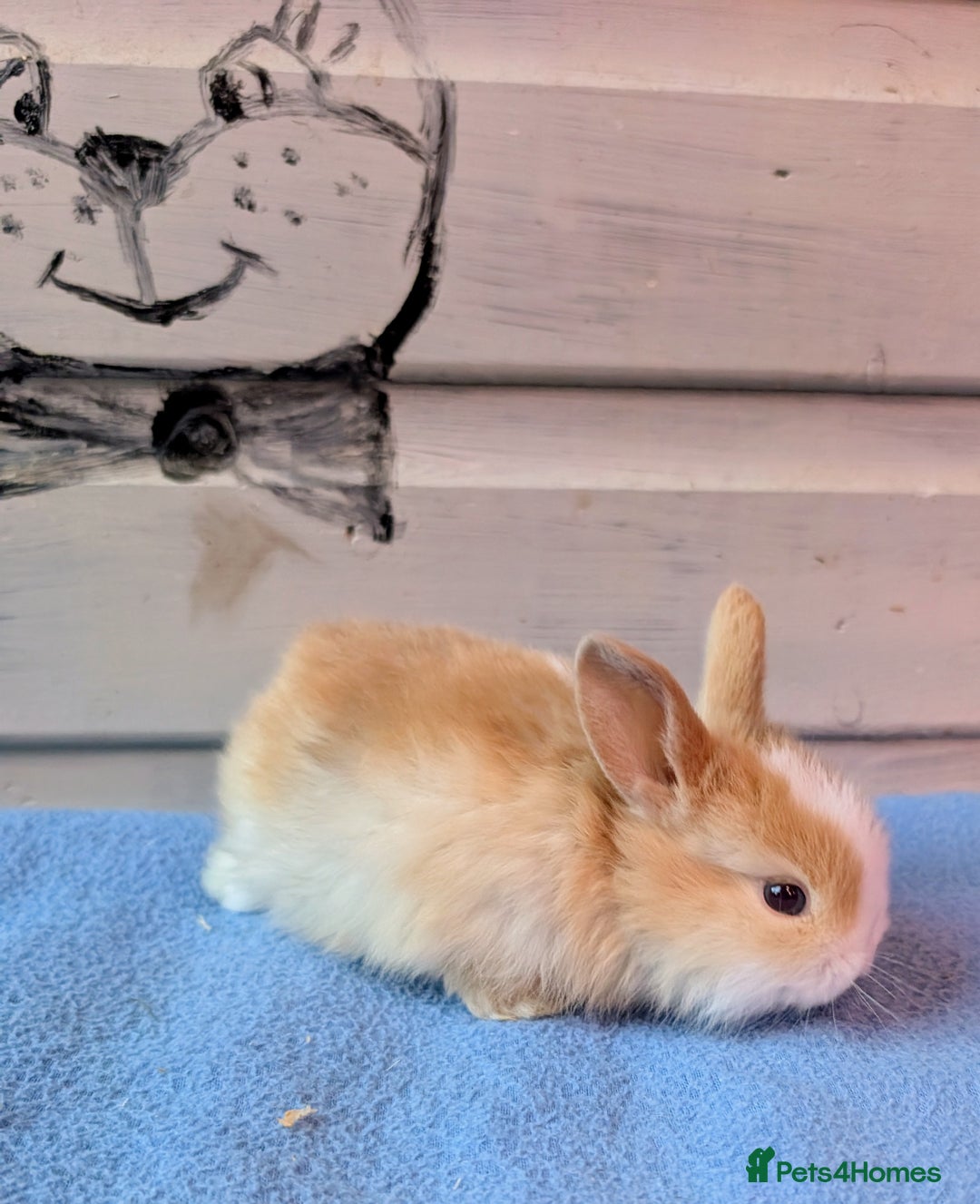 Mini Lop rabbits for sale: ❤️🐰Mini lop bunnies🐰❤️ - Image 5