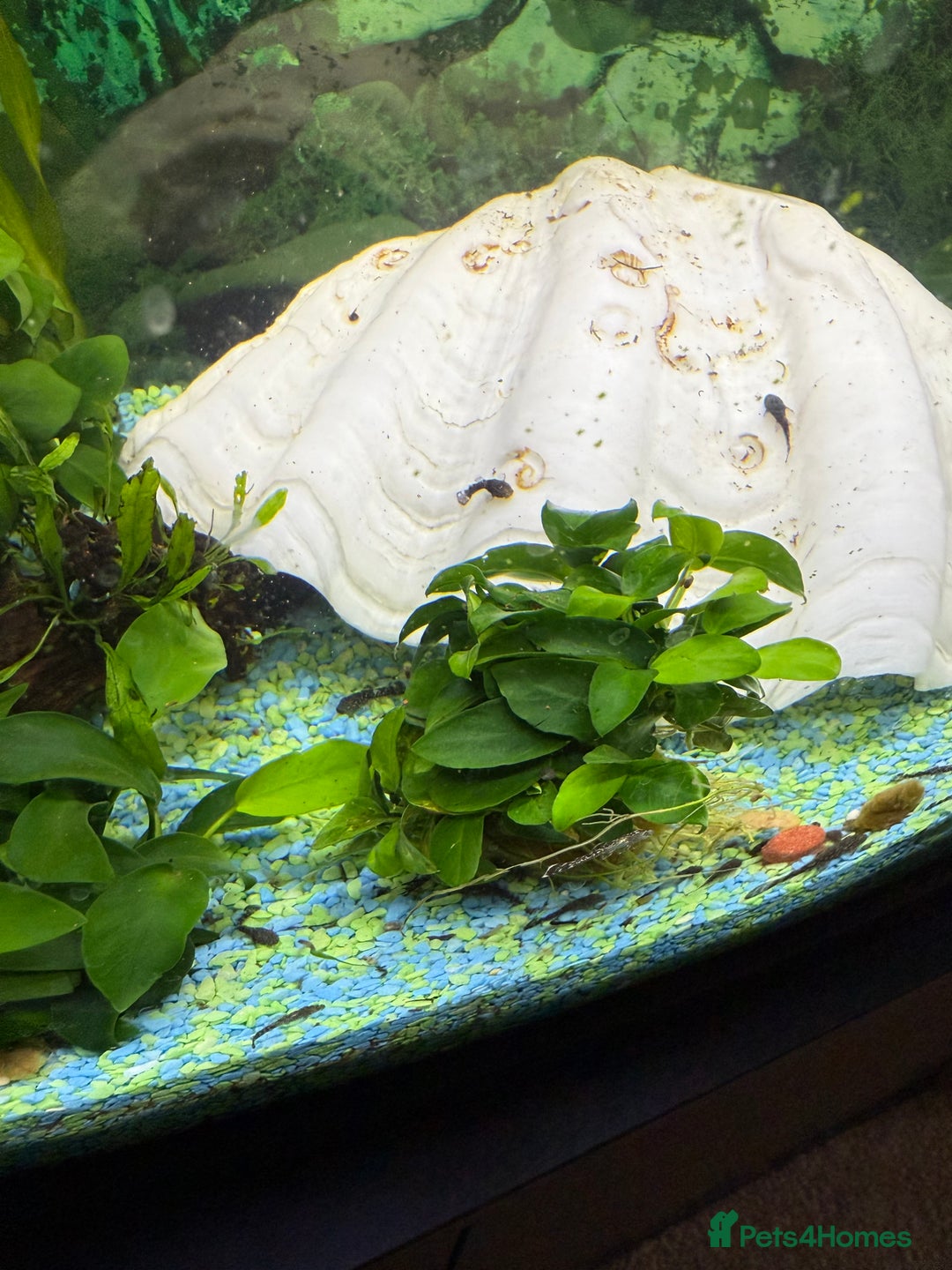 Catfish fish for sale: Baby bristlenose black catfish  - Image 4